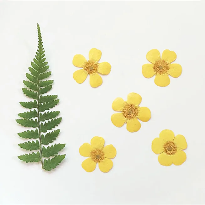 1.5-2cm/24pcs,Nature Real butt - Holiday Candle Set avaliação e preço